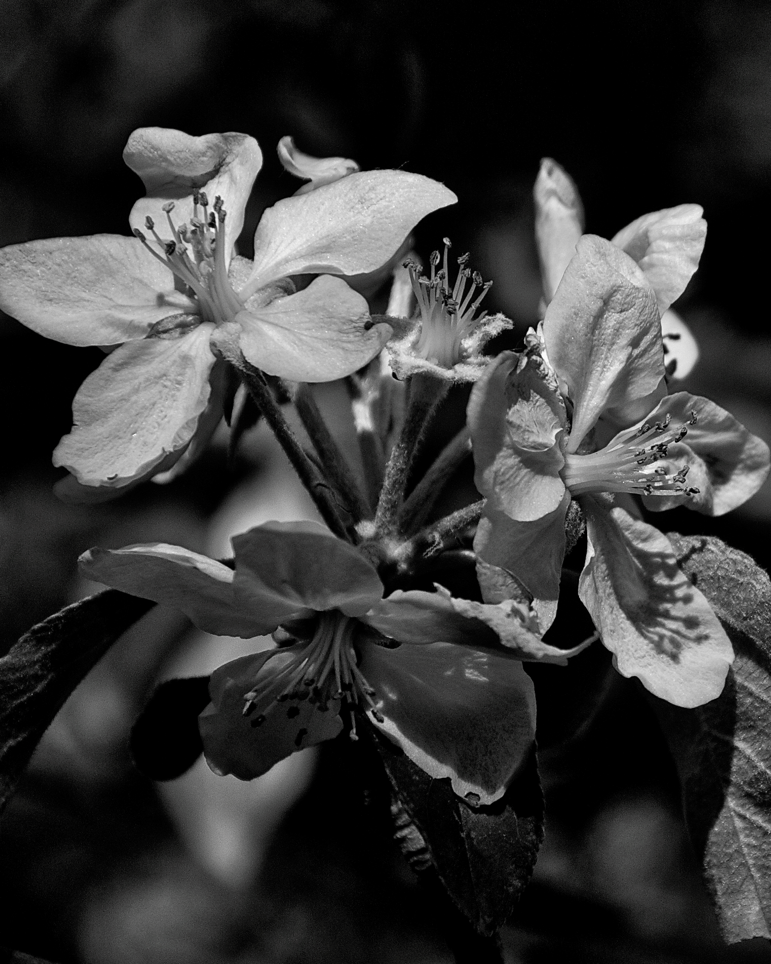 apple blossoms